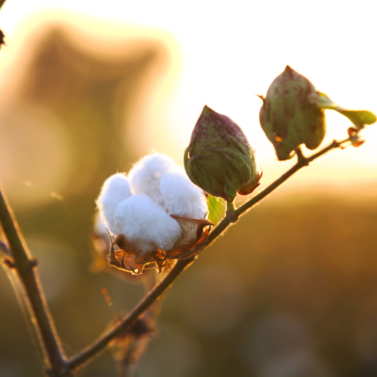 Organic Cotton vs Regular Cotton: The Real Truth Not Many Know!!