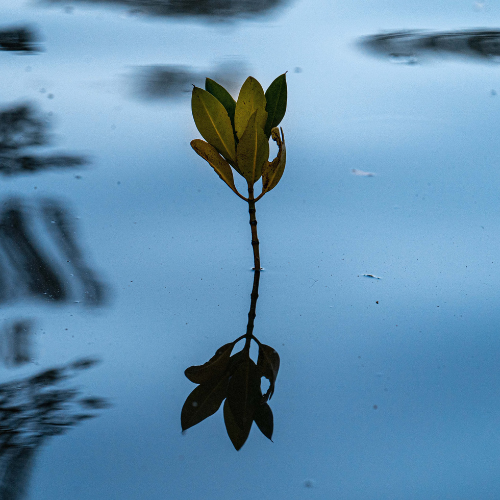 Planting Trees & Removing Plastic From The Oceans: WITH US!!