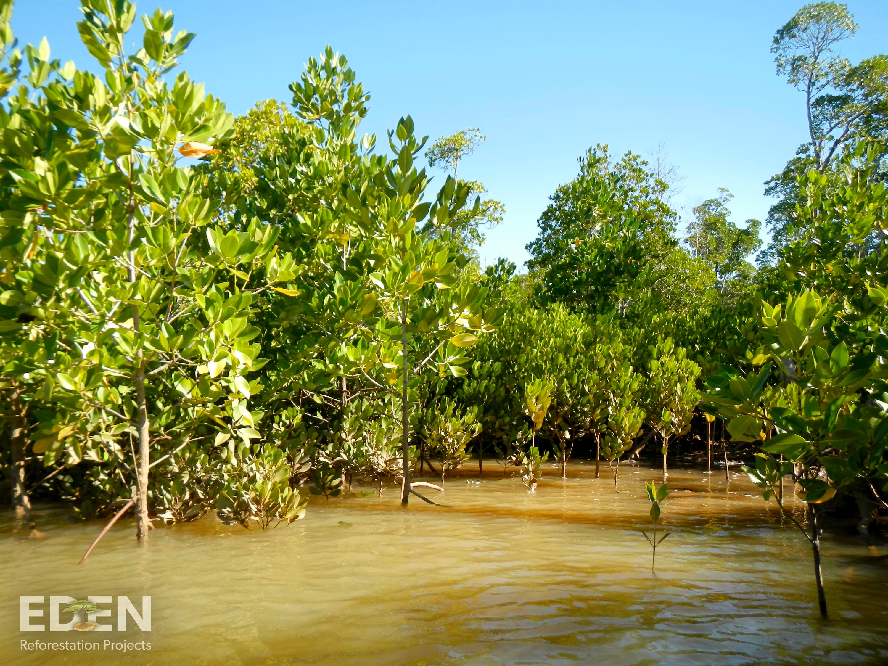 mangrove trees which korduroy kidz support in helping plant them by donations