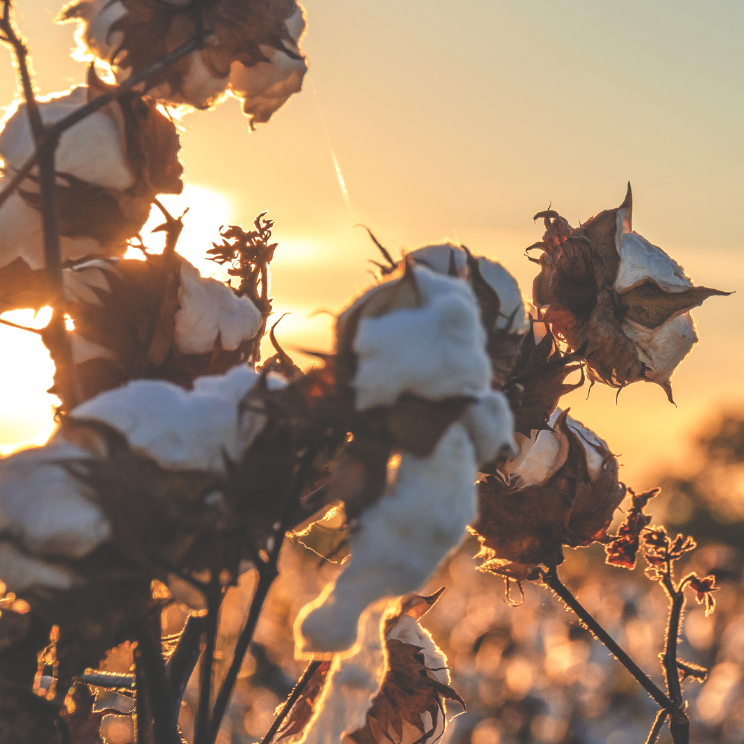 Organic cotton trees 